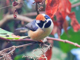 Фото Рыжеголовая длиннохвостая синица