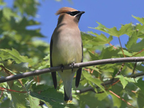 Американский свиристель Американский свиристель