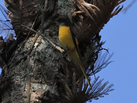 Смотреть фото Чёрно-красный личинкоед Фото Чёрно-красный личинкоед