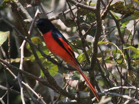 Смотреть фото Гималайский огненный личинкоед Фото Гималайский огненный личинкоед
