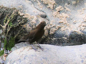 Смотреть фото Бурая оляпка Фото Бурая оляпка