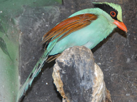 Фото Зеленая цисса