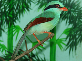 Зеленая цисса Зеленая цисса