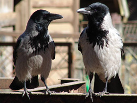 Фото Серая ворона