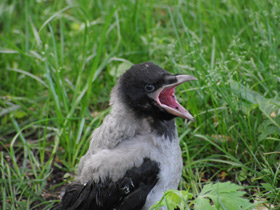 Фото Серая ворона