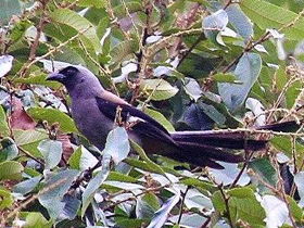 Фото Серогрудая древесная сорока