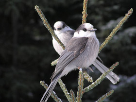 Канадская кукша