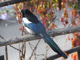 Фото Сорока