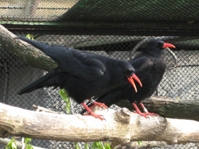 Смотреть фото Клушица Фото Клушица