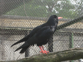 Смотреть фото Клушица Фото Клушица