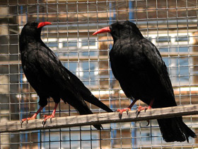 Смотреть фото Клушица Фото Клушица