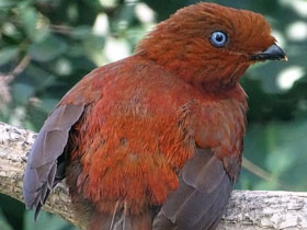 Фото Андский скальный петушок