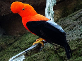 Фото Андский скальный петушок