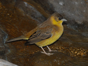 Фото Черноголовая овсянка