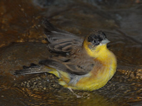 Фото Черноголовая овсянка