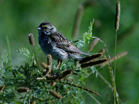 Фото Саванная овсянка