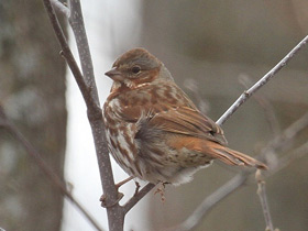 Фото Пестрогрудая овсянка
