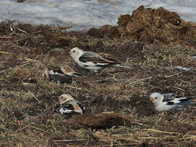 Фото Пуночка