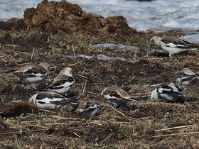 Фото Пуночка