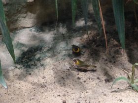 Фото Кубинский тиарис