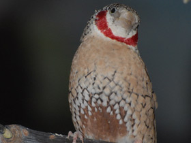 Смотреть фото Красногорлая амадина Фото Красногорлая амадина