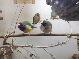 Фото Амадина Гульда