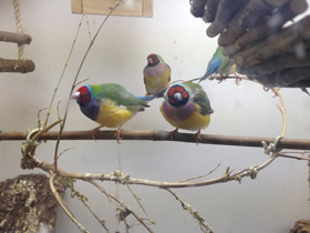 Фото Амадина Гульда