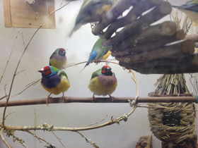 Фото Амадина Гульда