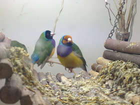 Фото Амадина Гульда