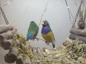 Фото Амадина Гульда