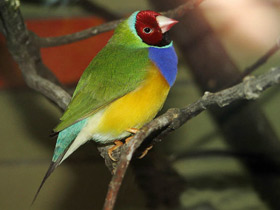 Фото Амадина Гульда