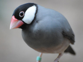 Рисовка Рисовка