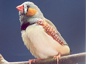 Фото Зебровая амадина