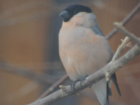 Фото Снегирь