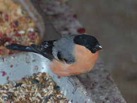 Фото Снегирь