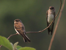 Смотреть фото Малая береговая ласточка Фото Малая береговая ласточка