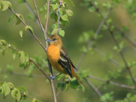 Фото Балтиморская иволга