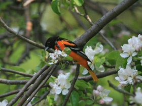 Фото Балтиморская иволга