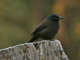 Фото Обыкновенный гракл