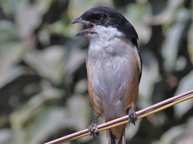 Фото Длиннохвостый сорокопут