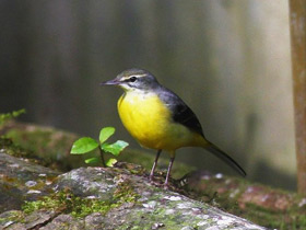 Фото Горная трясогузка