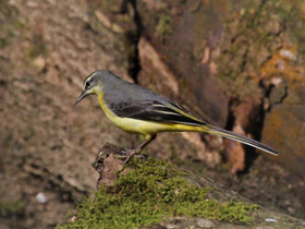 Фото Горная трясогузка