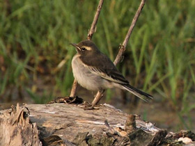 Фото Белобровая трясогузка