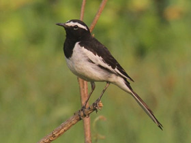 Фото Белобровая трясогузка