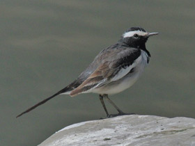 Фото Белобровая трясогузка