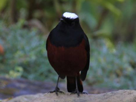 Смотреть фото Водяная горихвостка Фото Водяная горихвостка