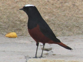 Смотреть фото Водяная горихвостка Фото Водяная горихвостка