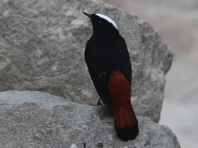 Смотреть фото Водяная горихвостка Фото Водяная горихвостка