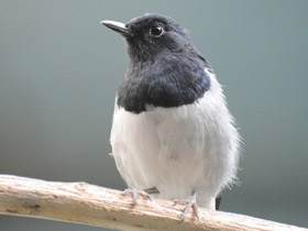 Фото Сорочий шамо-дрозд