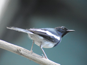 Фото Сорочий шамо-дрозд